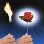 Фокус - Роза из огня